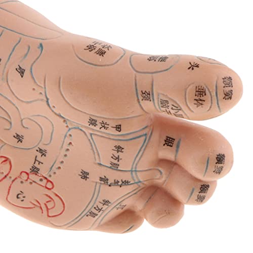 dailymall Foot Reflex Zone Massage Acupuncture Point Model Feet Reflexology T...