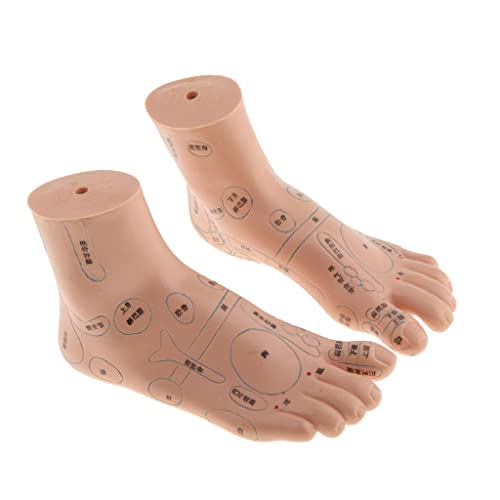 dailymall Foot Reflex Zone Massage Acupuncture Point Model Feet Reflexology T...