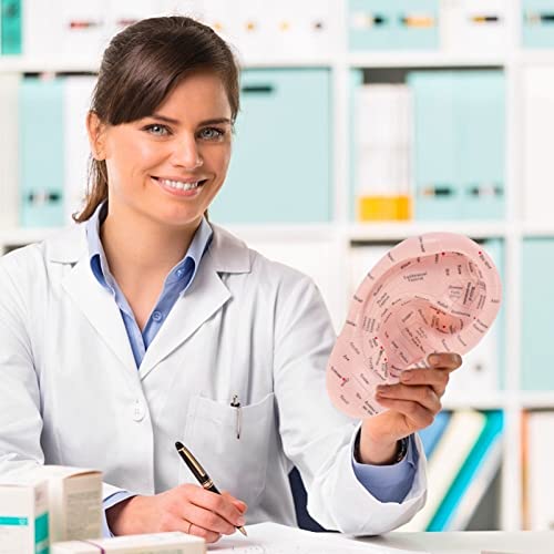 DOITOOL Acupuncture Ear Model Artificial Display Sample Emulation Lettering E...