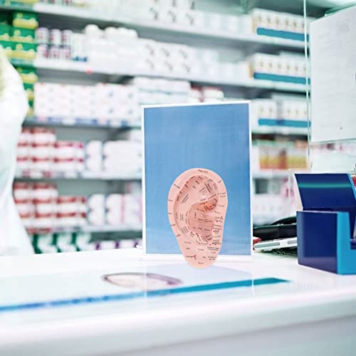 DOITOOL Acupuncture Ear Model Artificial Display Sample Emulation Lettering E...