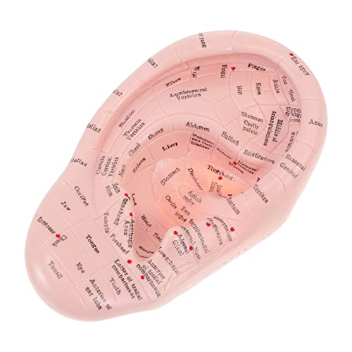 DOITOOL Acupuncture Ear Model Artificial Display Sample Emulation Lettering E...