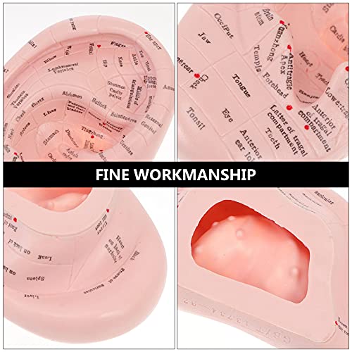 DOITOOL Ear Acupuncture Model Professional Reflexology Acupoint Learning Disp...
