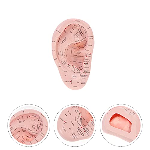 DOITOOL Ear Acupuncture Model Professional Reflexology Acupoint Learning Disp...
