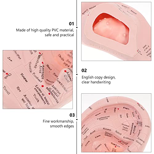 DOITOOL Ear Acupuncture Model Professional Reflexology Acupoint Learning Disp...