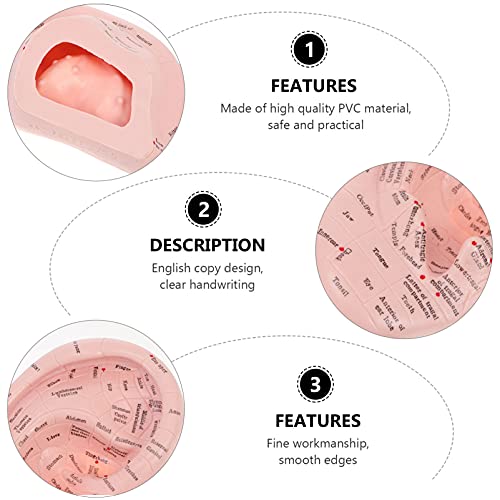 DOITOOL Ear Acupuncture Model Professional Reflexology Acupoint Learning Disp...