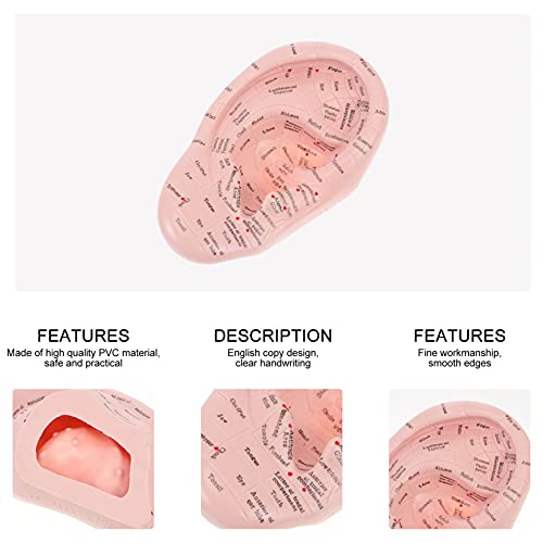 DOITOOL Ear Acupuncture Model Professional Reflexology Acupoint Learning Disp...