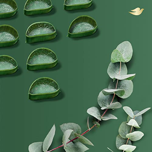 Dove Nourishing Foaming Hand Wash For Clean and Softer Hands Aloe and Eucalyp...