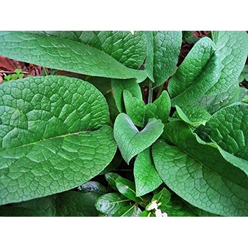 100% Organic Comfrey Medicinal Herbal Oil, Raw, Non-GMO – Wound Healing, Skin...