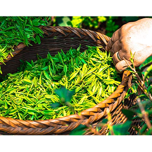 ECO AMENITIES Transparent Tube Flip Cap Individually Wrapped 30ml Conditioner...