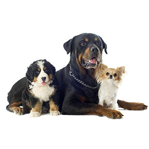 EquiSilver Respiratory Solution | All Natural Respiratory Relief with Rapid H...