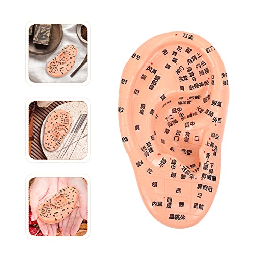 EXCEART Ear Acupuncture Model Ear Zone Model Human Ear Model Medical Models w...