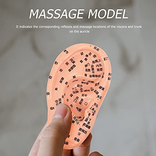 EXCEART Ear Acupuncture Model Ear Zone Model Human Ear Model Medical Models w...