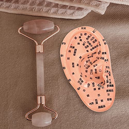 EXCEART Ear Acupuncture Model Ear Zone Model Human Ear Model Medical Models w...