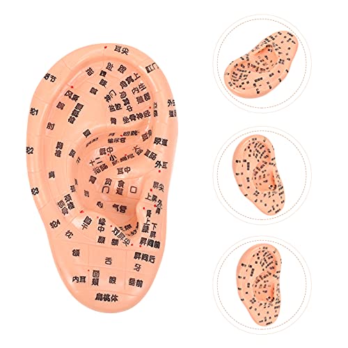 EXCEART Ear Acupuncture Model Ear Zone Model Human Ear Model Medical Models w...