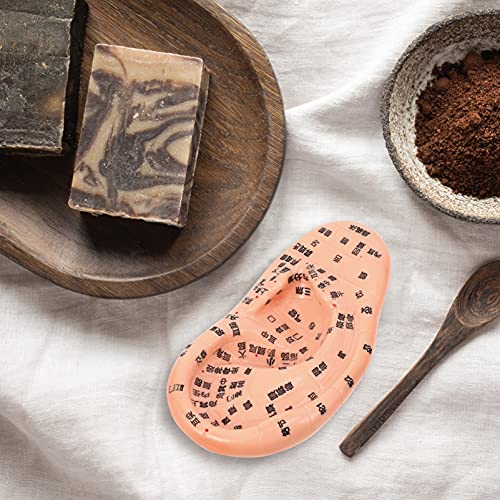 EXCEART Ear Acupuncture Model Ear Zone Model Human Ear Model Medical Models w...