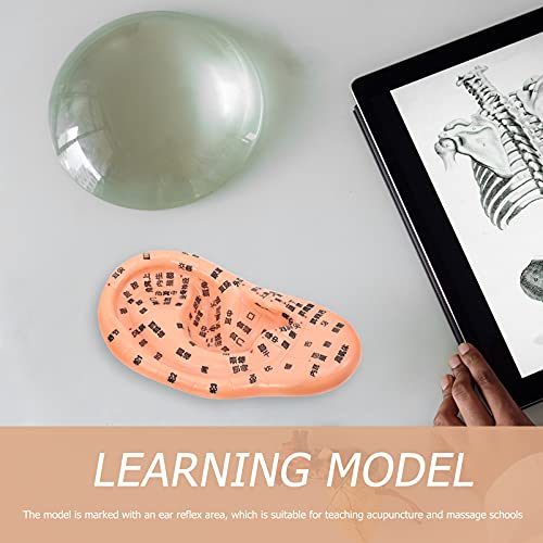EXCEART Ear Acupuncture Model Ear Zone Model Human Ear Model Medical Models w...
