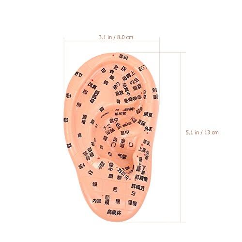 EXCEART Ear Acupuncture Model Ear Zone Model Human Ear Model Medical Models w...
