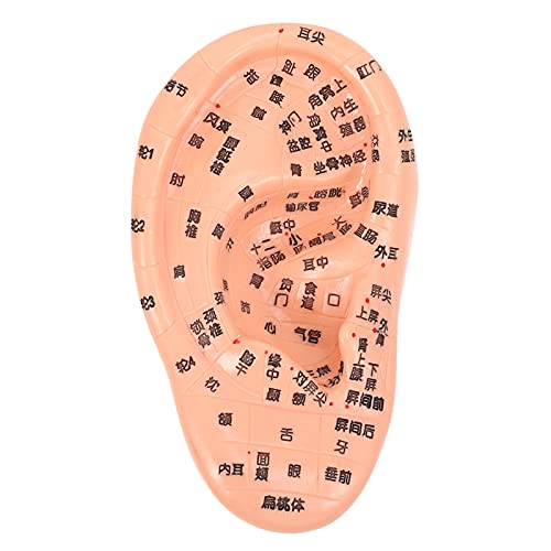 EXCEART Ear Acupuncture Model Ear Zone Model Human Ear Model Medical Models w...