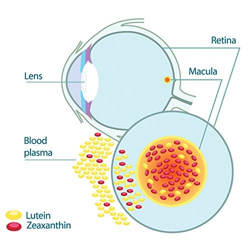 EyePromise Zeaxanthin + Lutein Eye Vitamin - 60 Softgels Capsules Made with N...
