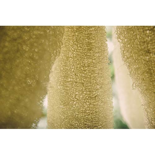 FAAY 4 Pcs Premium Natural Exfoliating Loofah Sponge: 6" Eco-friendly Unbleac...