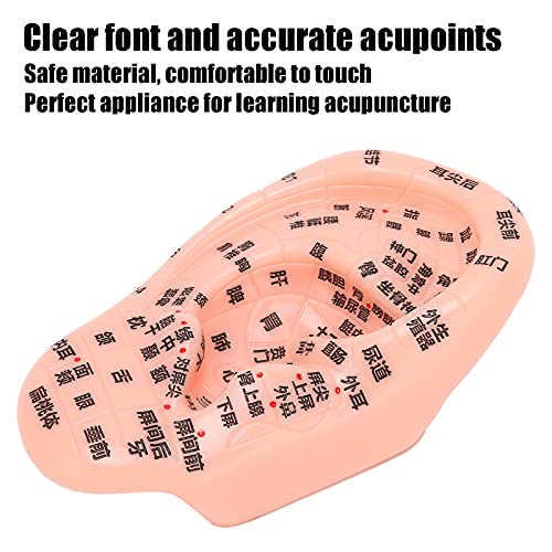 1PC Ear Zone Model, Ear Acupoint Pressure Point Learning Human Acupuncture Mo...