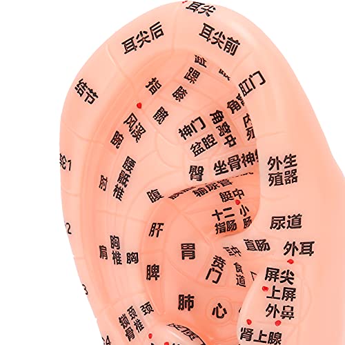 1PC Ear Zone Model, Ear Acupoint Pressure Point Learning Human Acupuncture Mo...