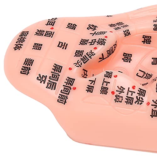 1PC Ear Zone Model, Ear Acupoint Pressure Point Learning Human Acupuncture Mo...