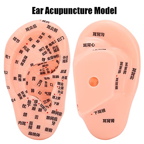 1PC Ear Zone Model, Ear Acupoint Pressure Point Learning Human Acupuncture Mo...