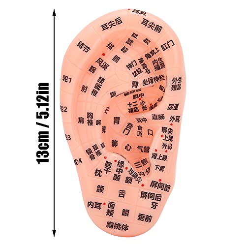 1PC Ear Zone Model, Ear Acupoint Pressure Point Learning Human Acupuncture Mo...
