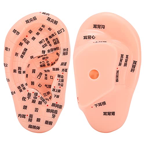 1PC Ear Zone Model, Ear Acupoint Pressure Point Learning Human Acupuncture Mo...