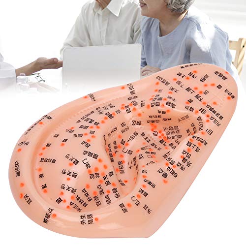 Human Ear Acupuncture Anatomical Model with Acupuncture Points