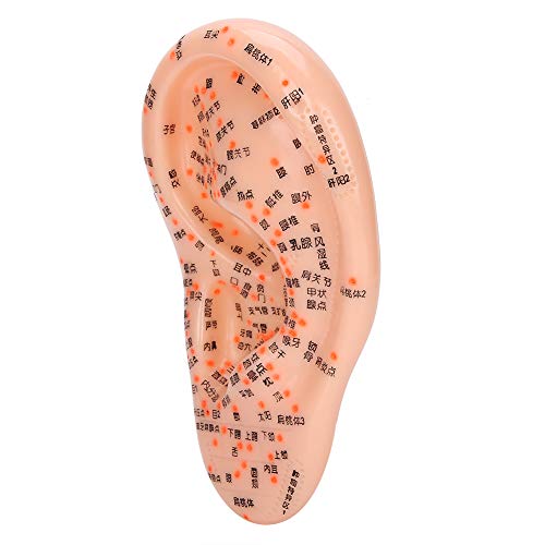 Human Ear Acupuncture Anatomical Model with Acupuncture Points