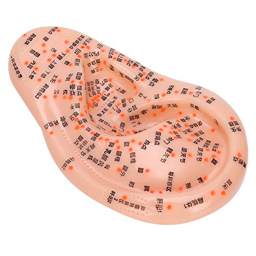 Human Ear Acupuncture Anatomical Model with Acupuncture Points