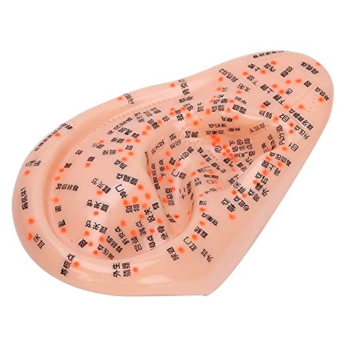 Human Ear Acupuncture Anatomical Model with Acupuncture Points