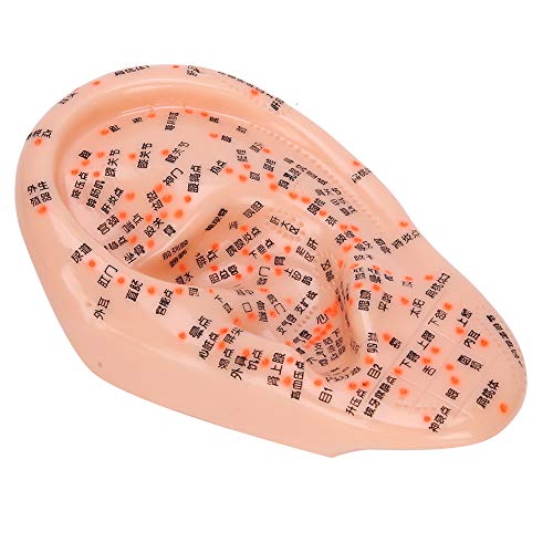 Human Ear Acupuncture Anatomical Model with Acupuncture Points
