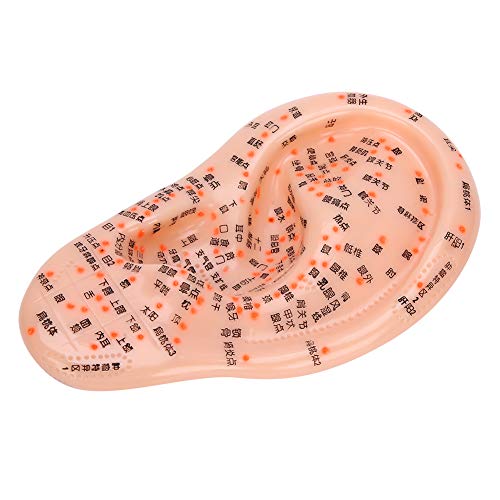 Human Ear Acupuncture Anatomical Model with Acupuncture Points