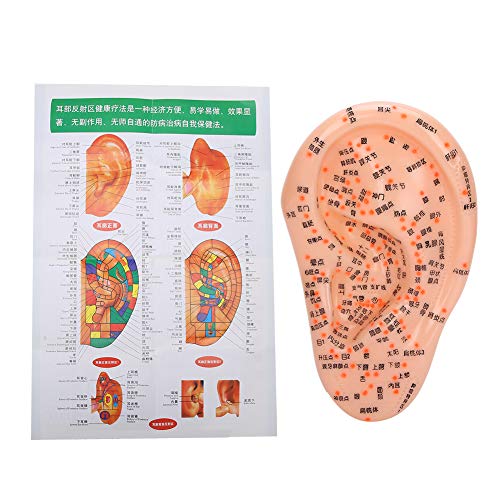 Human Ear Acupuncture Anatomical Model with Acupuncture Points