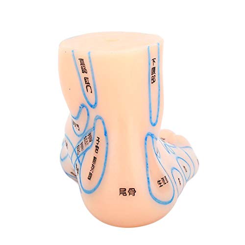 1 Pair of Human Feet Acupoint Model Feet Massage Acupuncture Acupoint Model T...