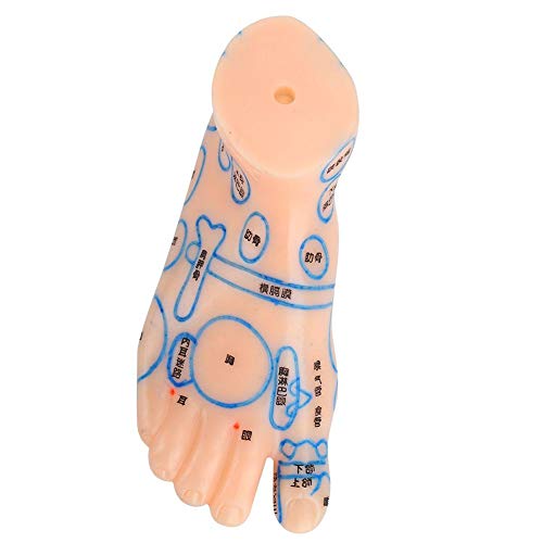 1 Pair of Human Feet Acupoint Model Feet Massage Acupuncture Acupoint Model T...