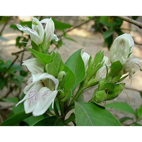 Vasaka Synergized with Triperine Ayurvedic Herbal Respiratory Care 120 Capsules