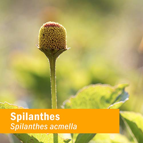 Herb Pharm Gum Guardian Herbal Mouthwash for Healthy Mouth and Gums, Organic,...