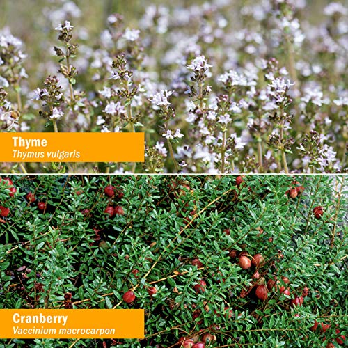 Herb Pharm Gum Guardian Herbal Mouthwash for Healthy Mouth and Gums, Organic,...