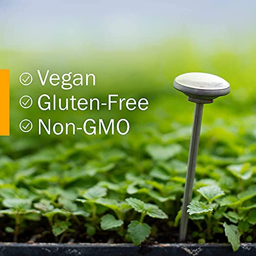 Herb Pharm Mullein Garlic Herbal Oil - 1 Ounce