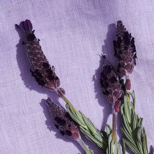 The Honest Company Shampoo + Conditioner Bundle, Lavender, 20 Fl. Oz.