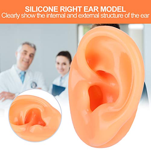 Silicone Right Ear Model, Silicone Right Acupuncture Ear Model For In Ear Hea...