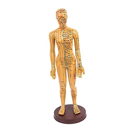 Jili Online 1pc 20'' Male/Female Human Body Acupuncture Model - Pressure Poin...