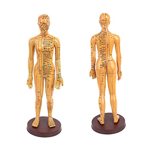 Jili Online 1pc 20'' Male/Female Human Body Acupuncture Model - Pressure Poin...
