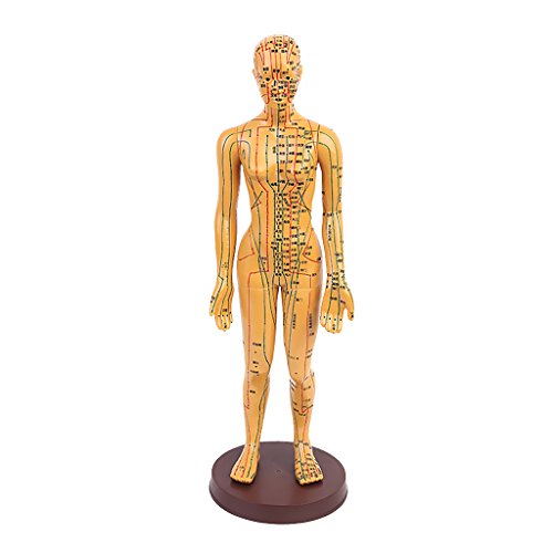 Jili Online 1pc 20'' Male/Female Human Body Acupuncture Model - Pressure Poin...