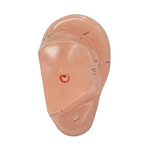 Ear Zone Model/Height 7" (XC-514A)