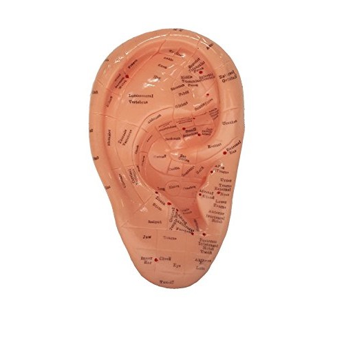 Ear Zone Model/Height 7" (XC-514A)